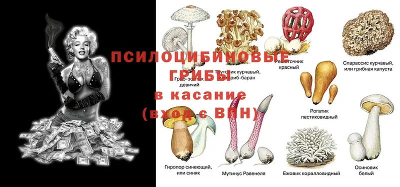 Псилоцибиновые грибы Psilocybe Полярный